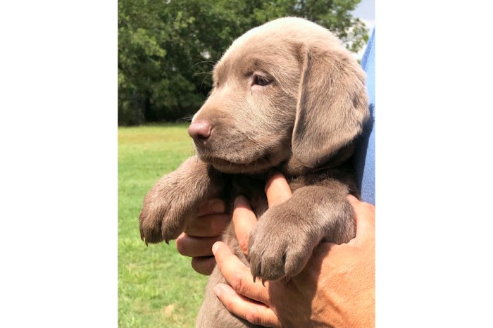 Silver lab puppies phoenix