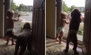 dogkid