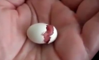 egg