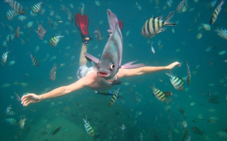fish