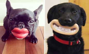 funnydog