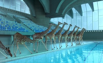 giraffe