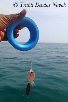 Line Fishing Bait Isla Holbox Mexico