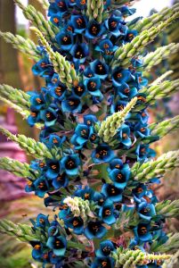 Puya alpestris