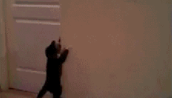 kitties.gif?resize=350,200