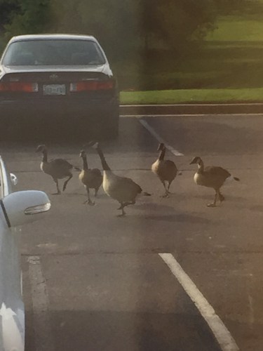 geese-July242015-2