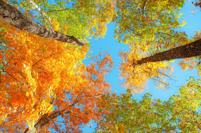 Foliage meaning