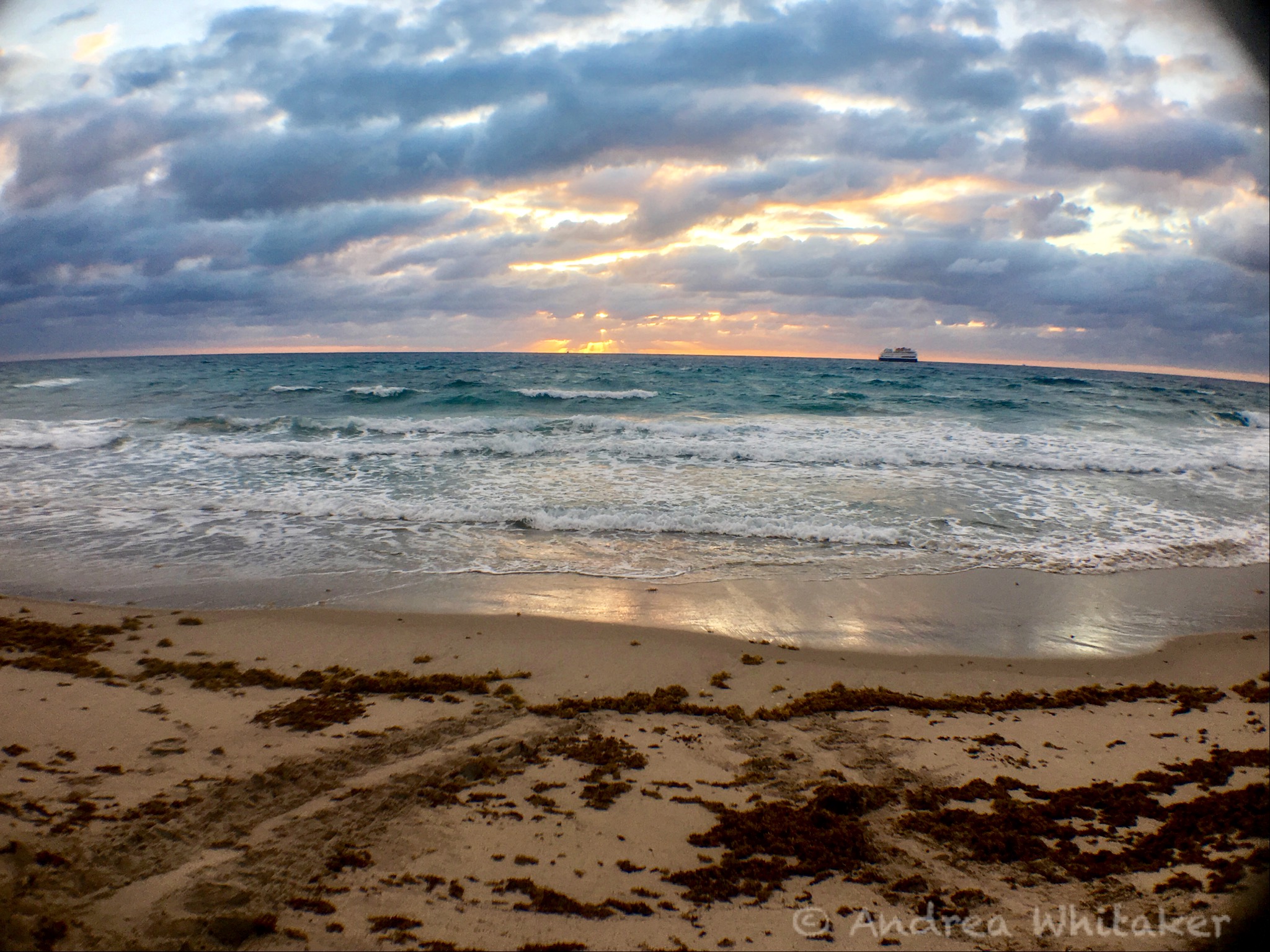 Turtle crawls at sunrise. Photo by Andrea Whitaker.