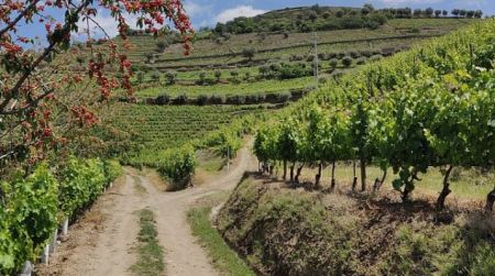 Vineyards Today