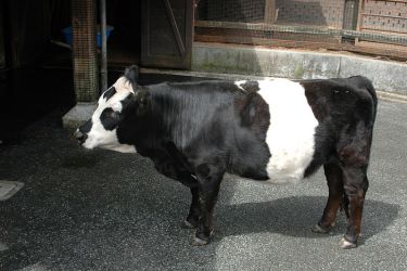 Panda Cow