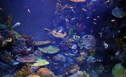 Turkuazoo  Aquarium, Istanbul