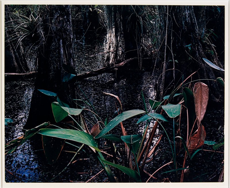 Cypress Swamp, February 1954, Florida, Eliot Porter Mia