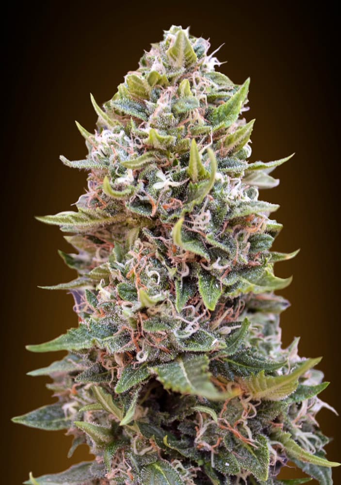 Auto Cheese Berry 00 Seeds