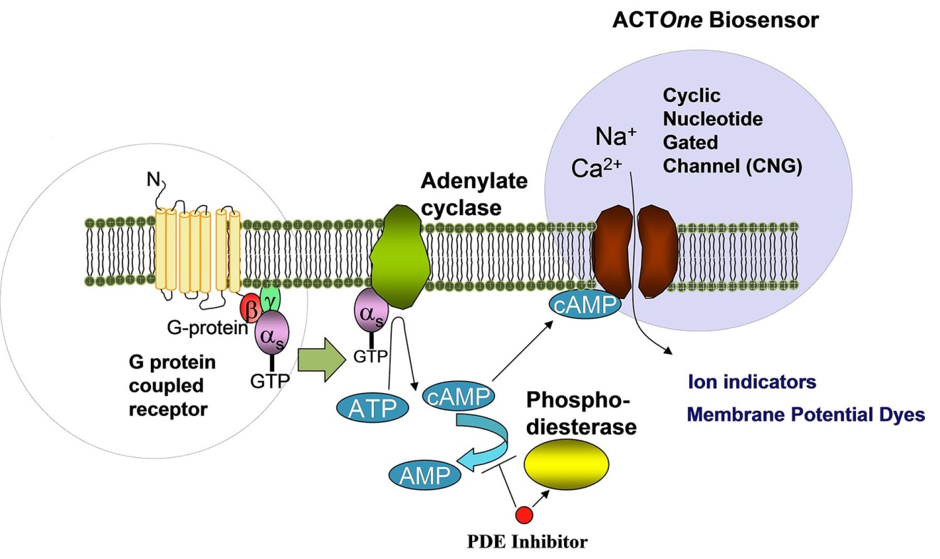 Cell based PDE assays for Compoud Screening eEnzyme