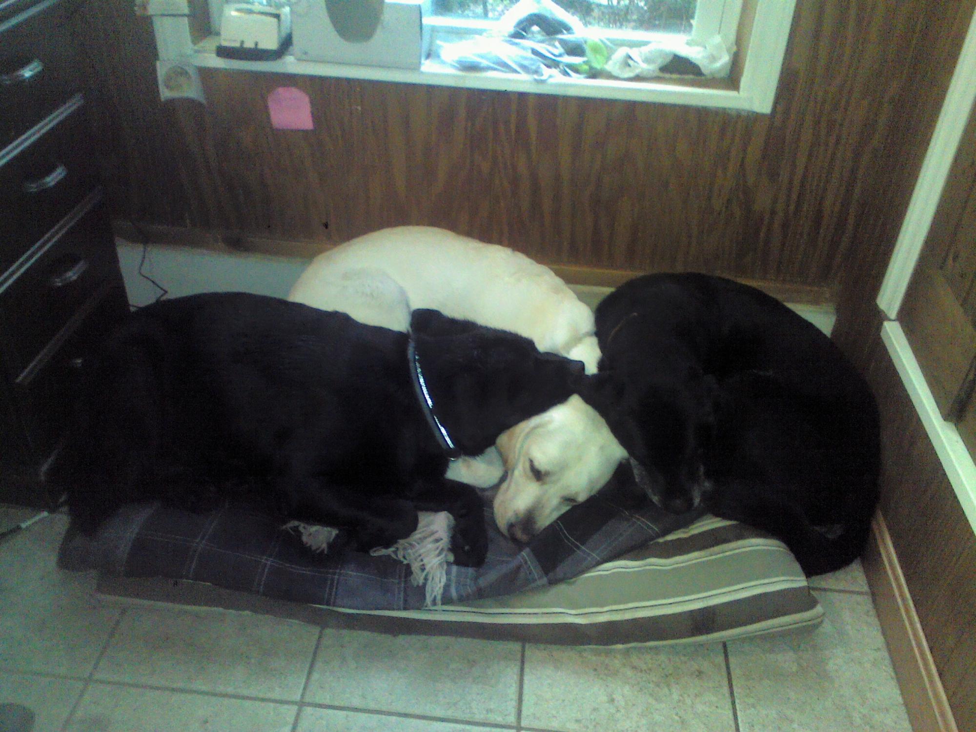 Cat lodging and rates