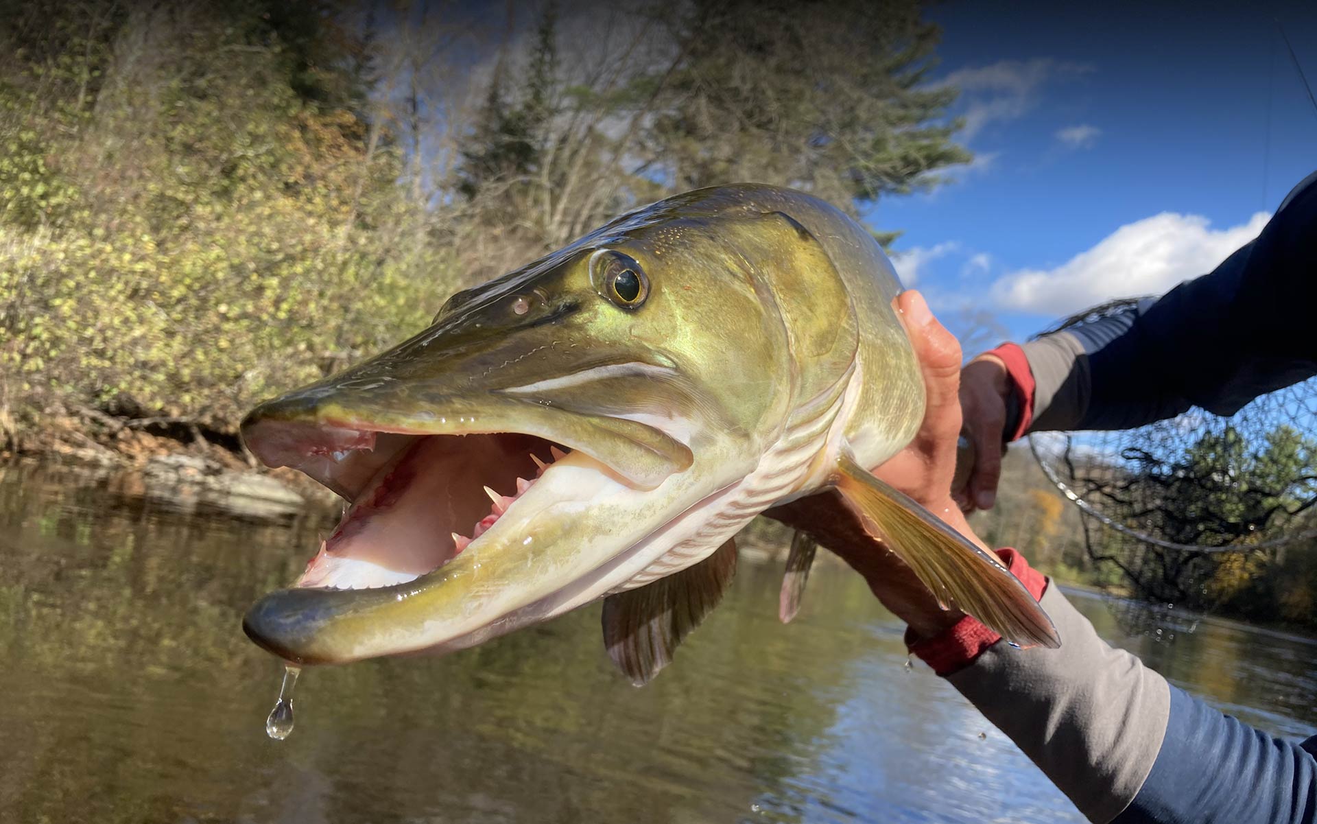 Hayward, Wisconsin Fly Shop Musky & Bass Fly Fishing Guides