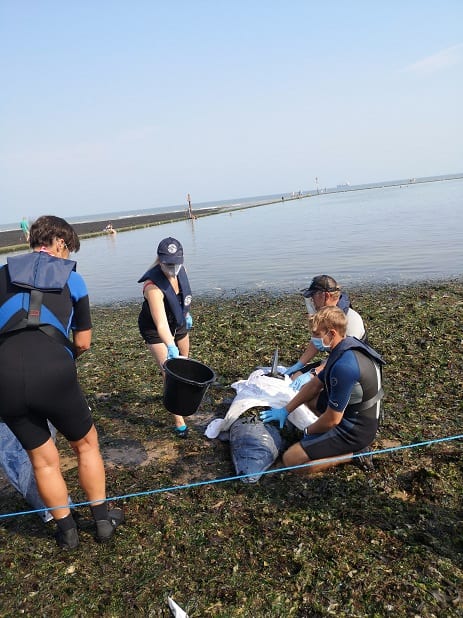 Dolphin' Rescue At Walpole Bay Part Of British Divers Marine Life Rescue (Bdmlr) Refresher Course – The Isle Of Thanet News