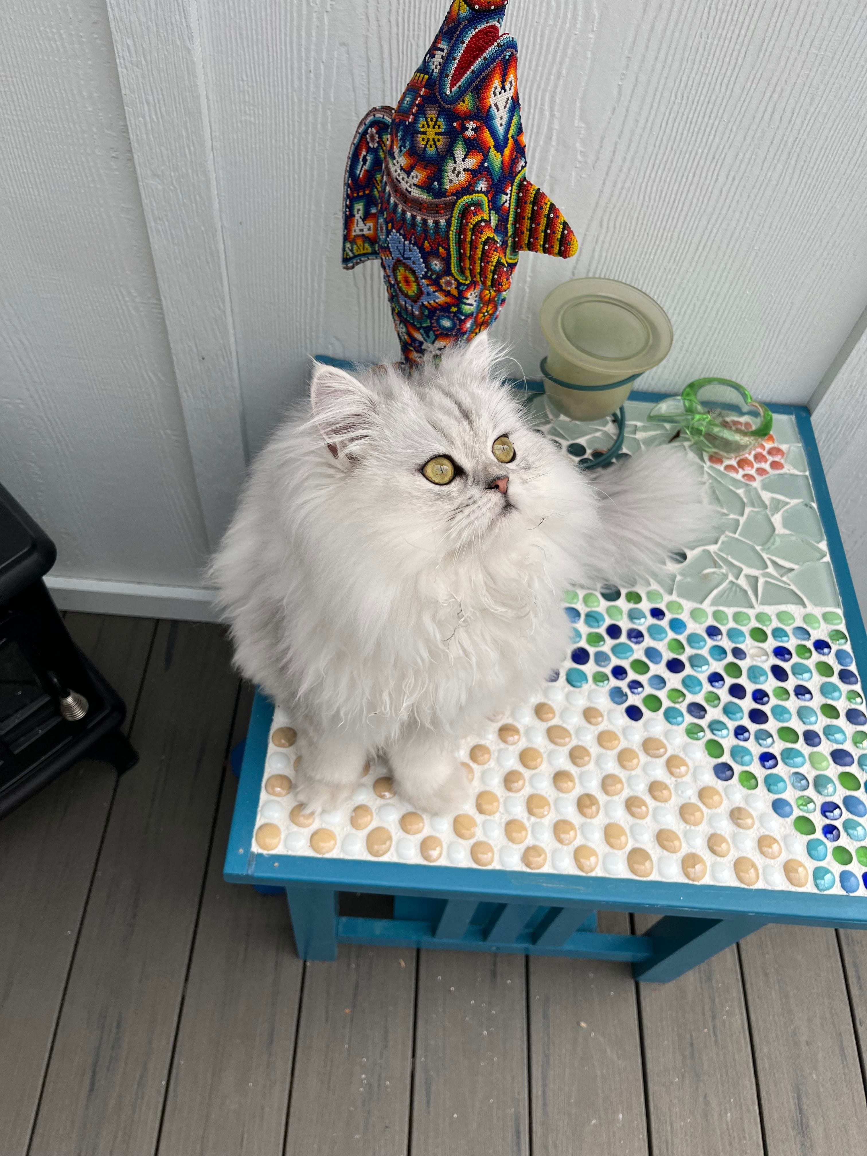 About SHORE KITTENS CATTERY PERSIAN & HIMALAYAN New Jersey