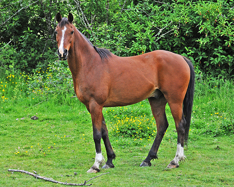 Rocky Mountain Stallion, Clydesdales and other horses!