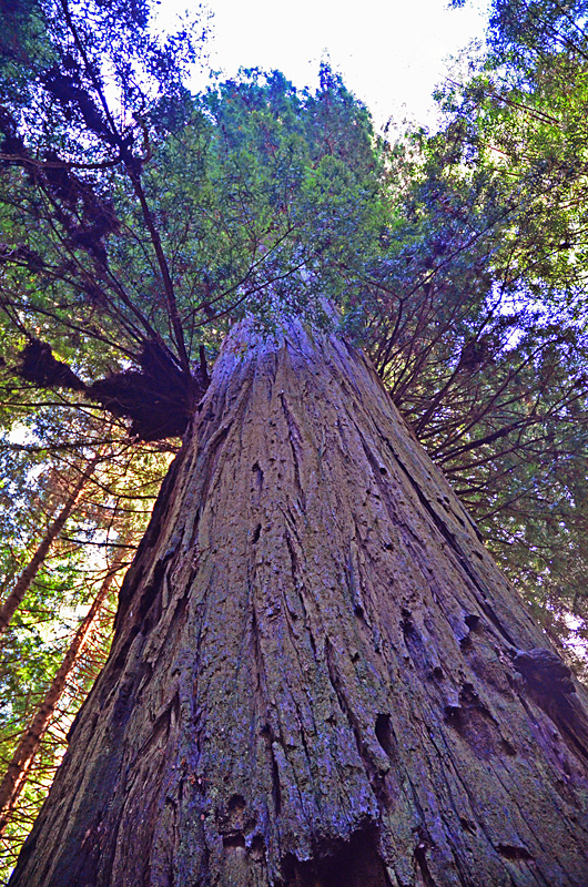 Oregon Coast & California Redwoods