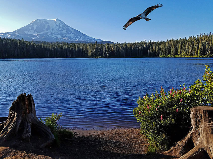Ospreys! Phtographed at Wapato Lake, Takhlakh Lake and Trillium Lake.