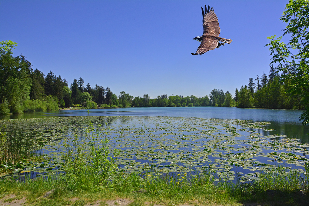 Ospreys! Phtographed at Wapato Lake, Takhlakh Lake and Trillium Lake.