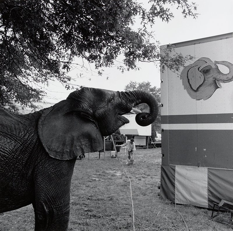 Orange County Fair, Middletown, NY, Toby Old Mia