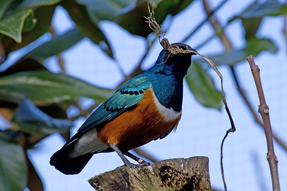 Is a 70200mm considered a "nature/wildlife" lens? Nature and Wildlife