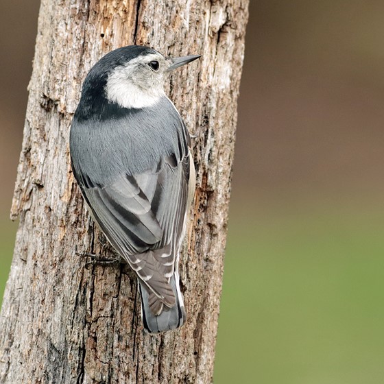 M50 and our backyard birds Canon EOS M Discussion Forum Digital Photography Review