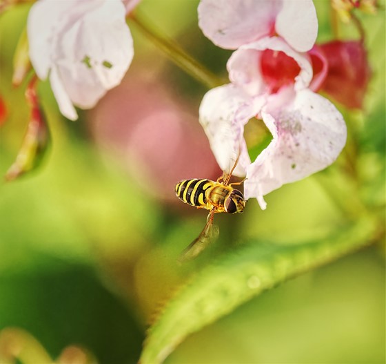 Flying insects Micro Four Thirds Talk Forum Digital Photography Review