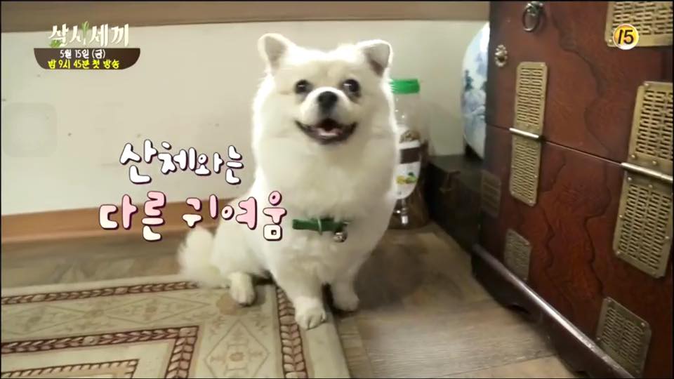 Minky the Dog From "Three Meals a Day" Is All Grown Up Soompi