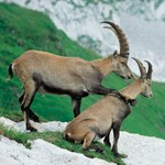 100 Pics Animals answers and cheats ! All packs!