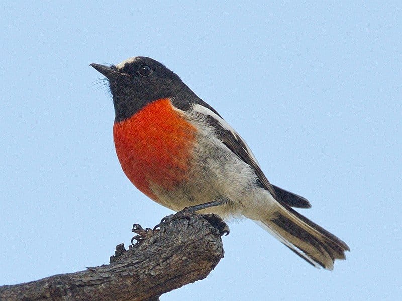 What is a Robin? 10,000 Birds