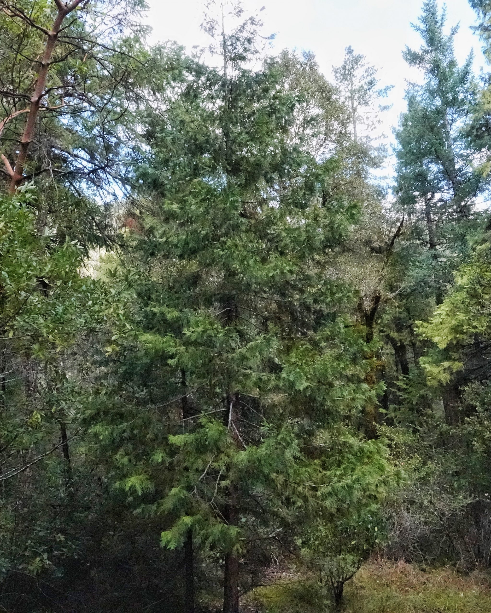 Calocedrus decurrens (Incensecedar) 10,000 Things of the Pacific