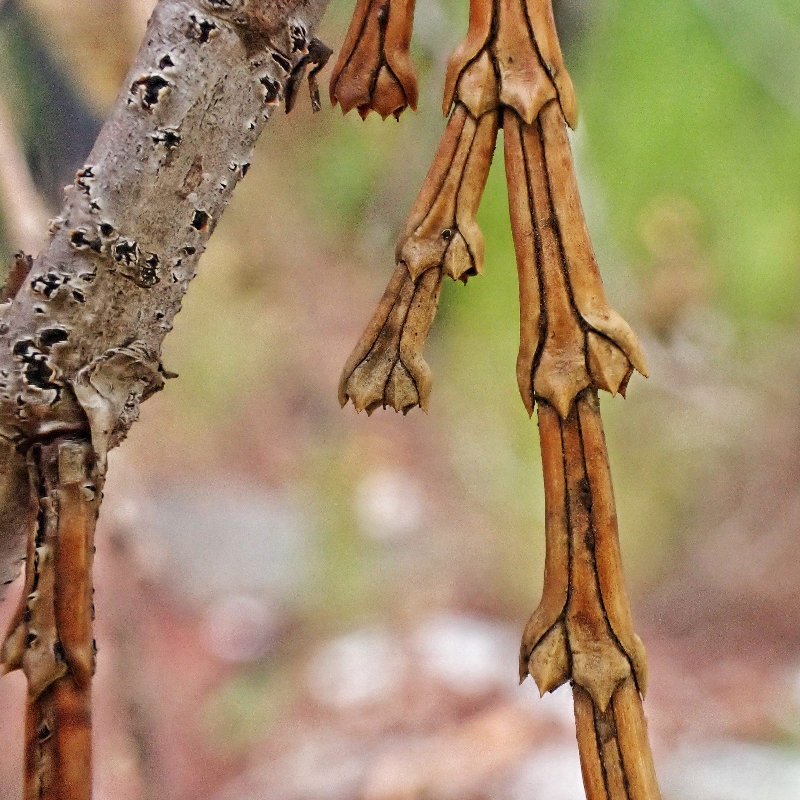 Calocedrus decurrens (Incensecedar) 10,000 Things of the Pacific