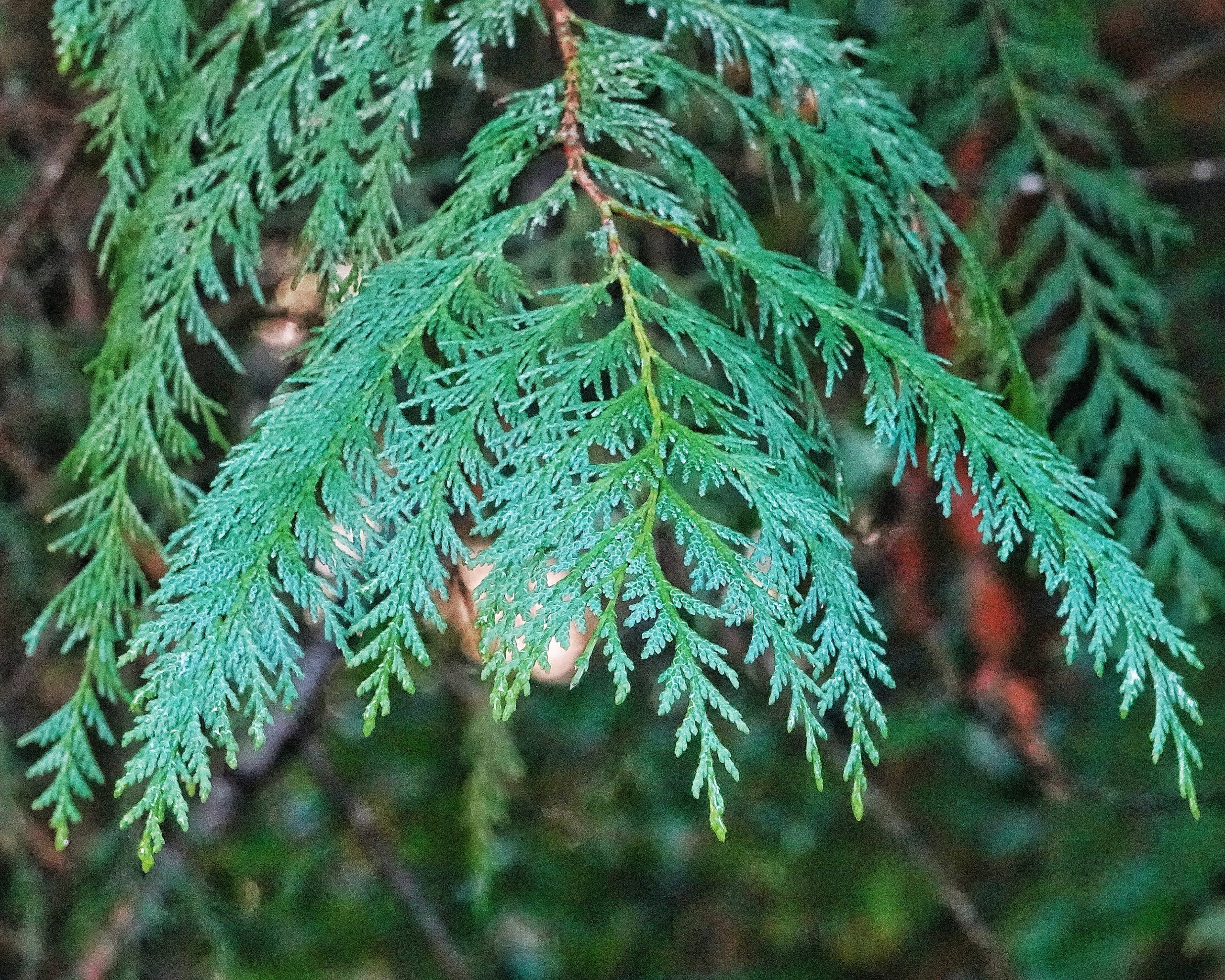 Chamaecyparis lawsoniana (Port Orfordcedar) 10,000 Things of the