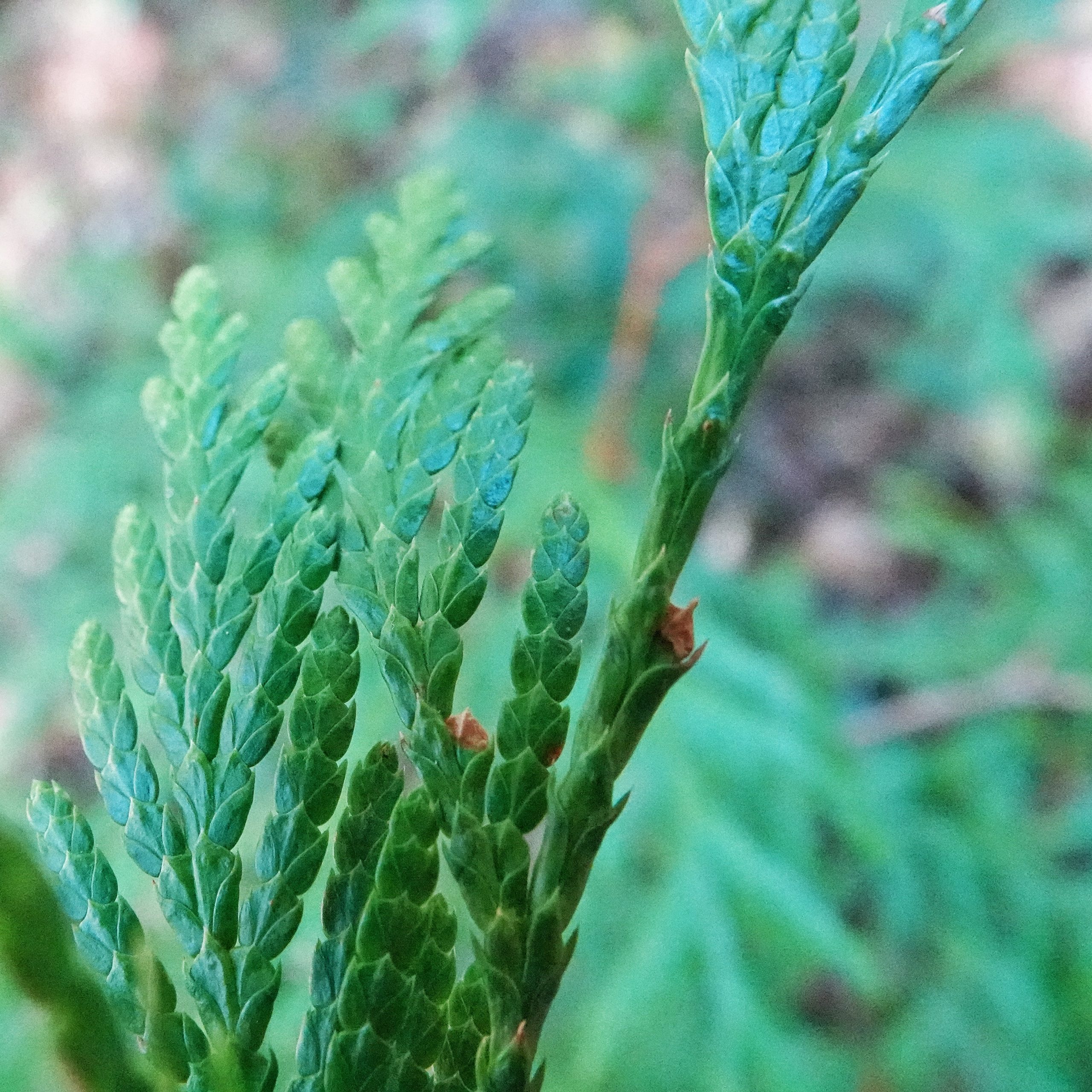 Thuja plicata (Western RedCedar) 10,000 Things of the Pacific Northwest