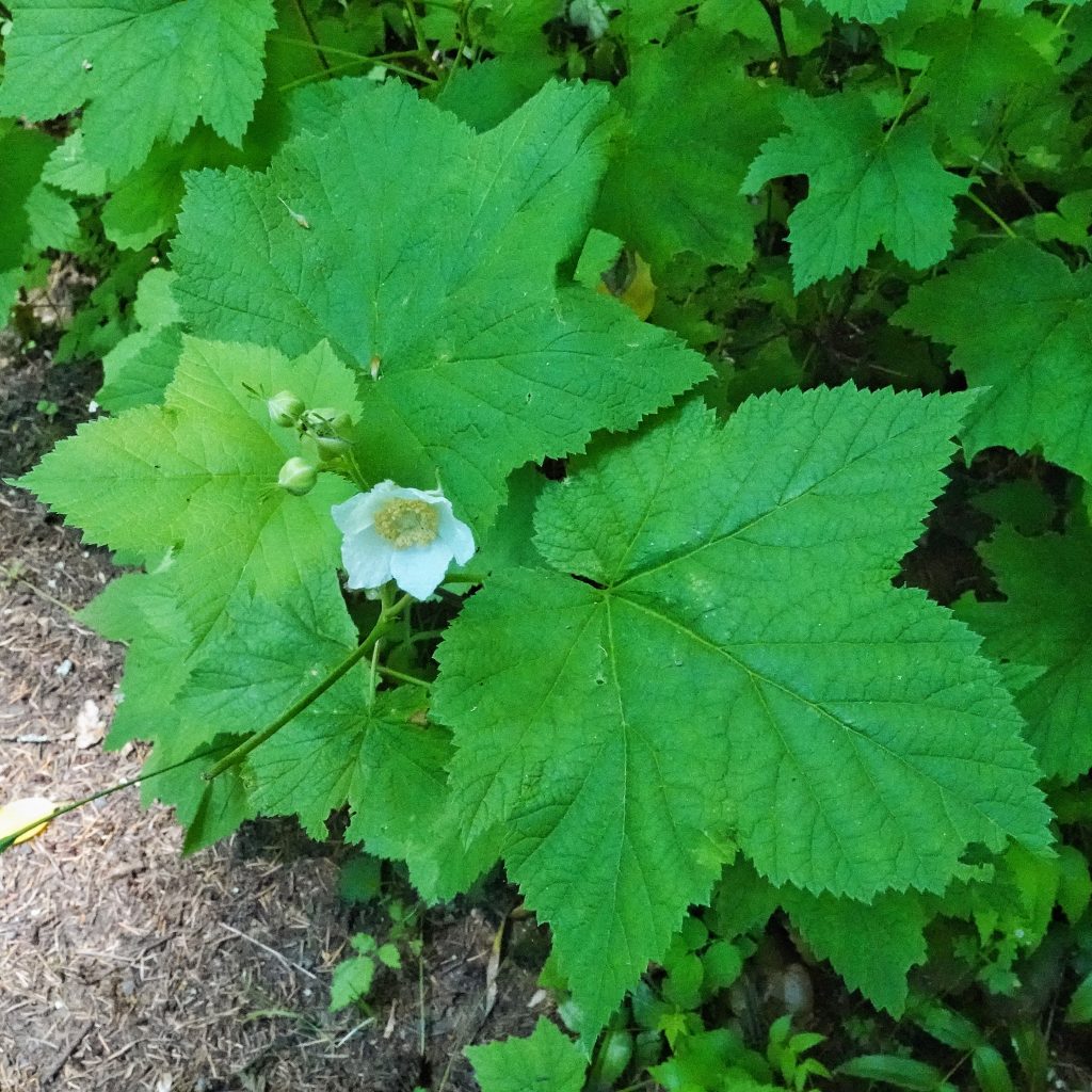 Rubus parviflorus (Thimbleberry) 10,000 Things of the Pacific Northwest