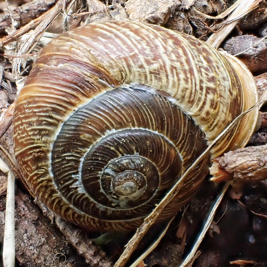 Allogona townsendiana (Oregon Forest Snail) 10,000 Things of the
