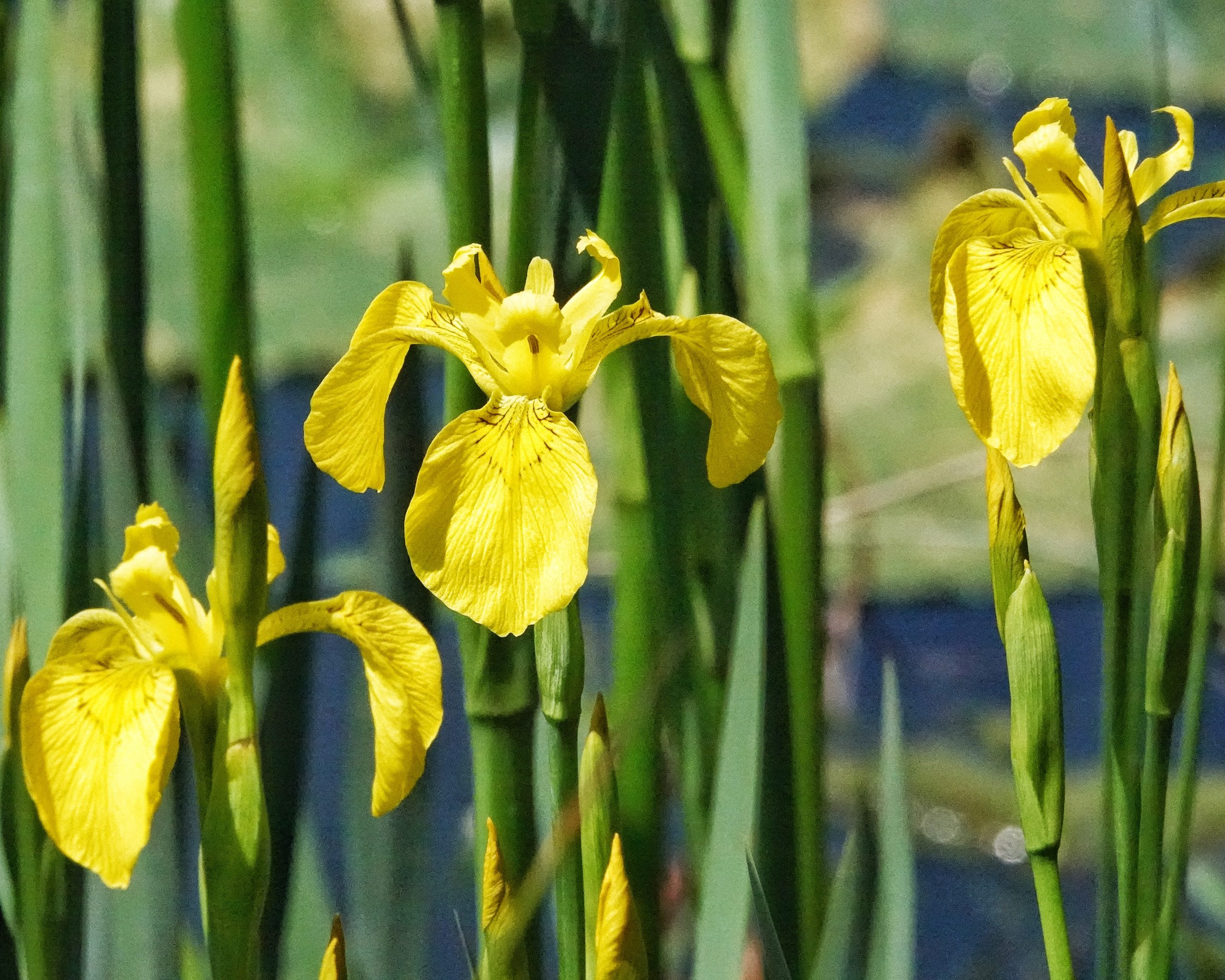 Iris pseudacorus (Yellow Flag) 10,000 Things of the Pacific Northwest