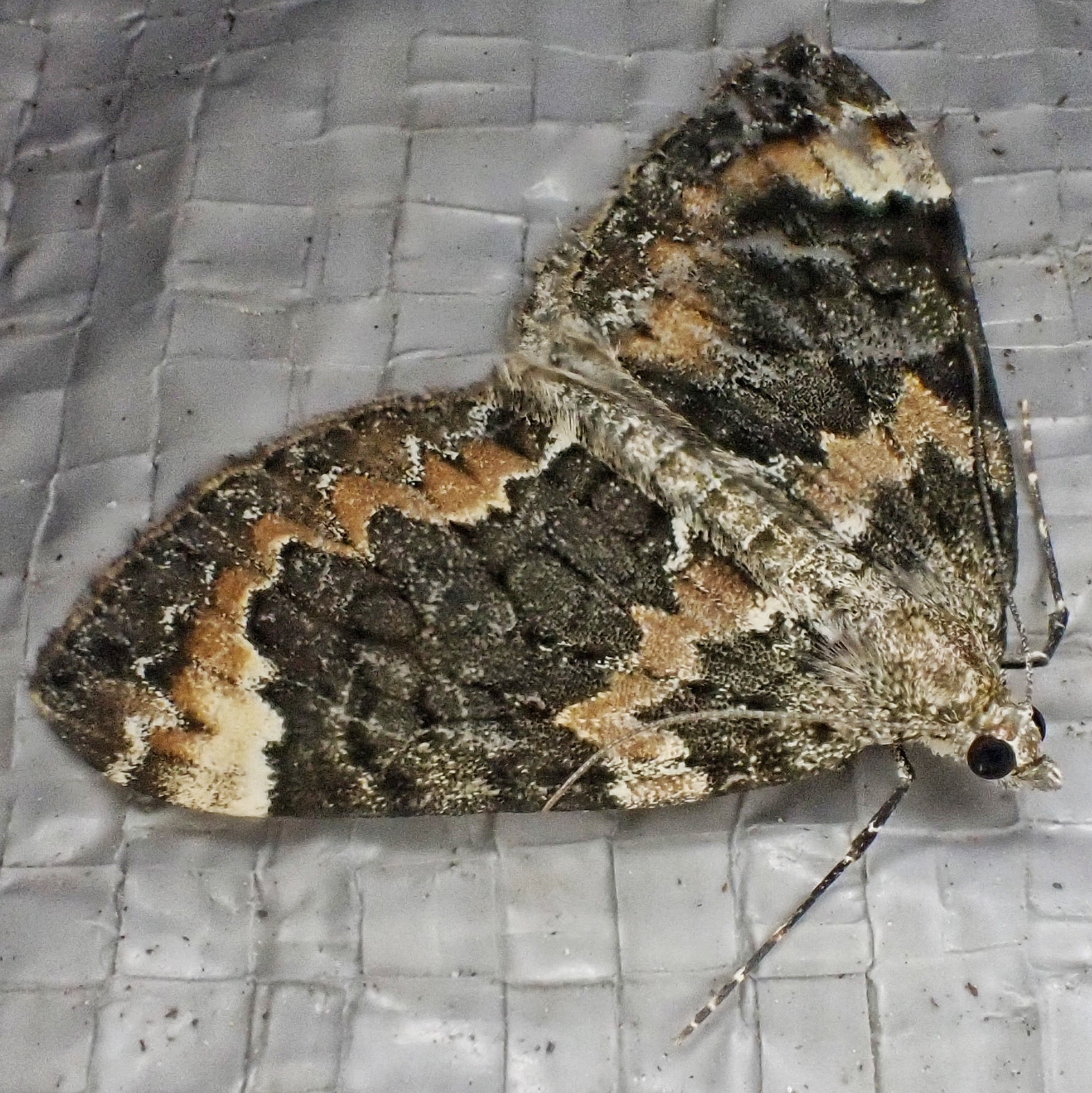 Dysstroma citrata (Dark Marbled Carpet Moth) 10,000 Things of the Pacific Northwest