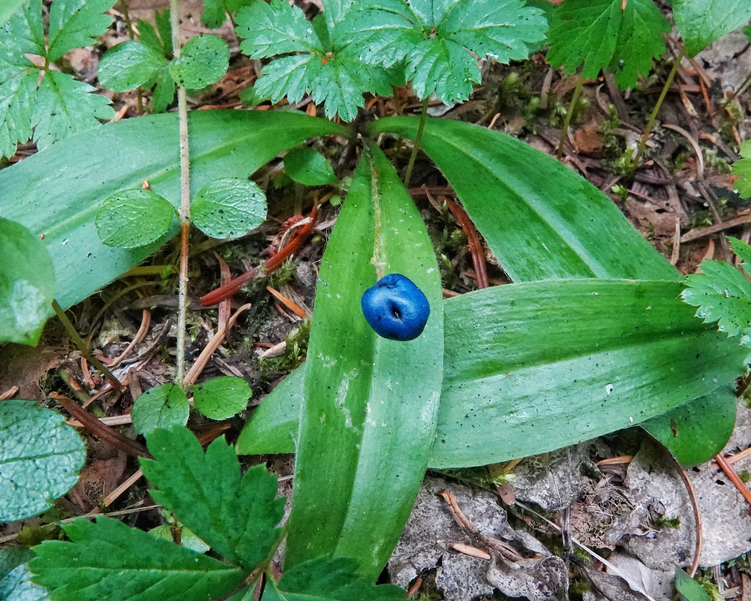 Clintonia uniflora 10,000 Things of the Pacific Northwest