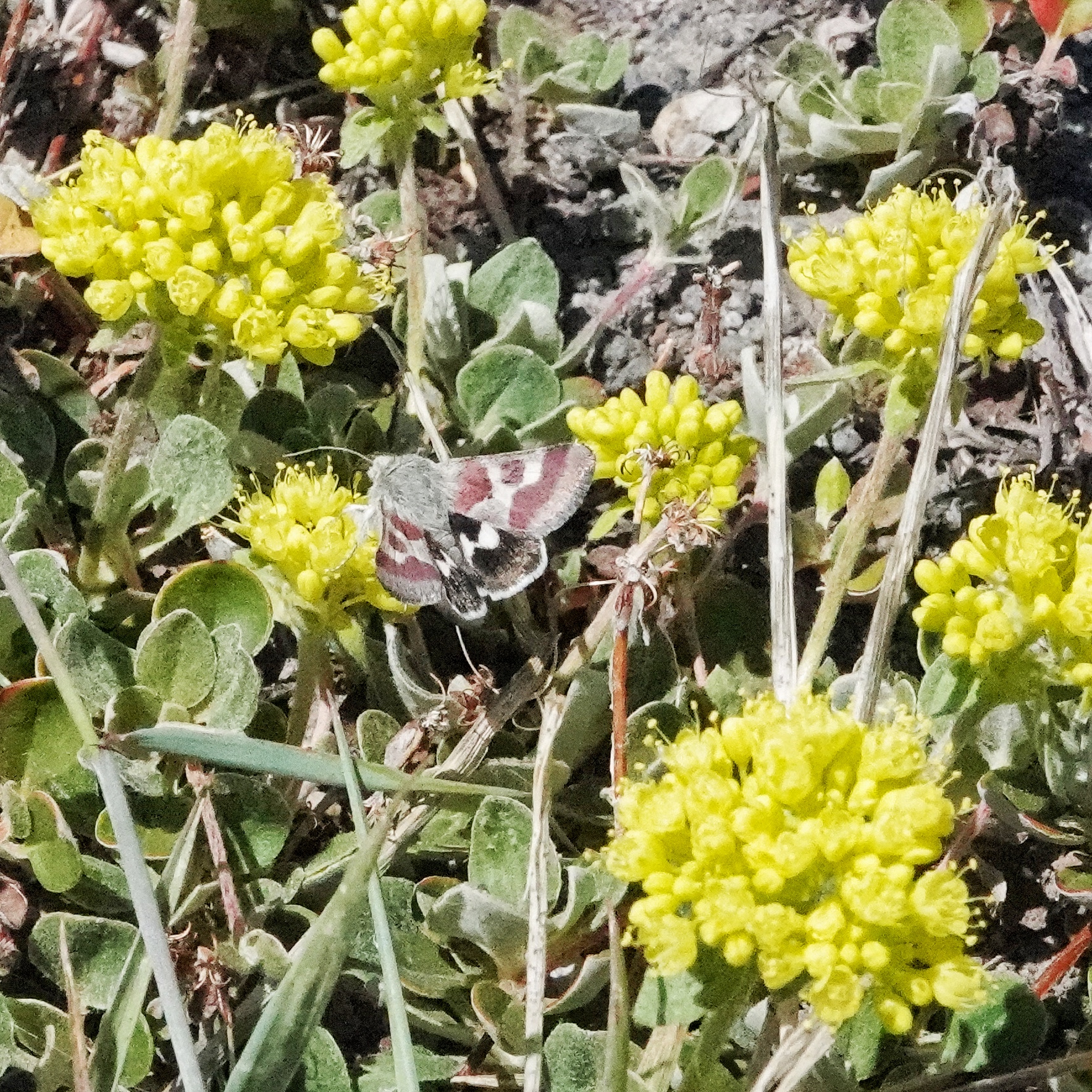 Eriogonum umbellatum (Sulphurflower Buckwheat) 10,000 Things of the