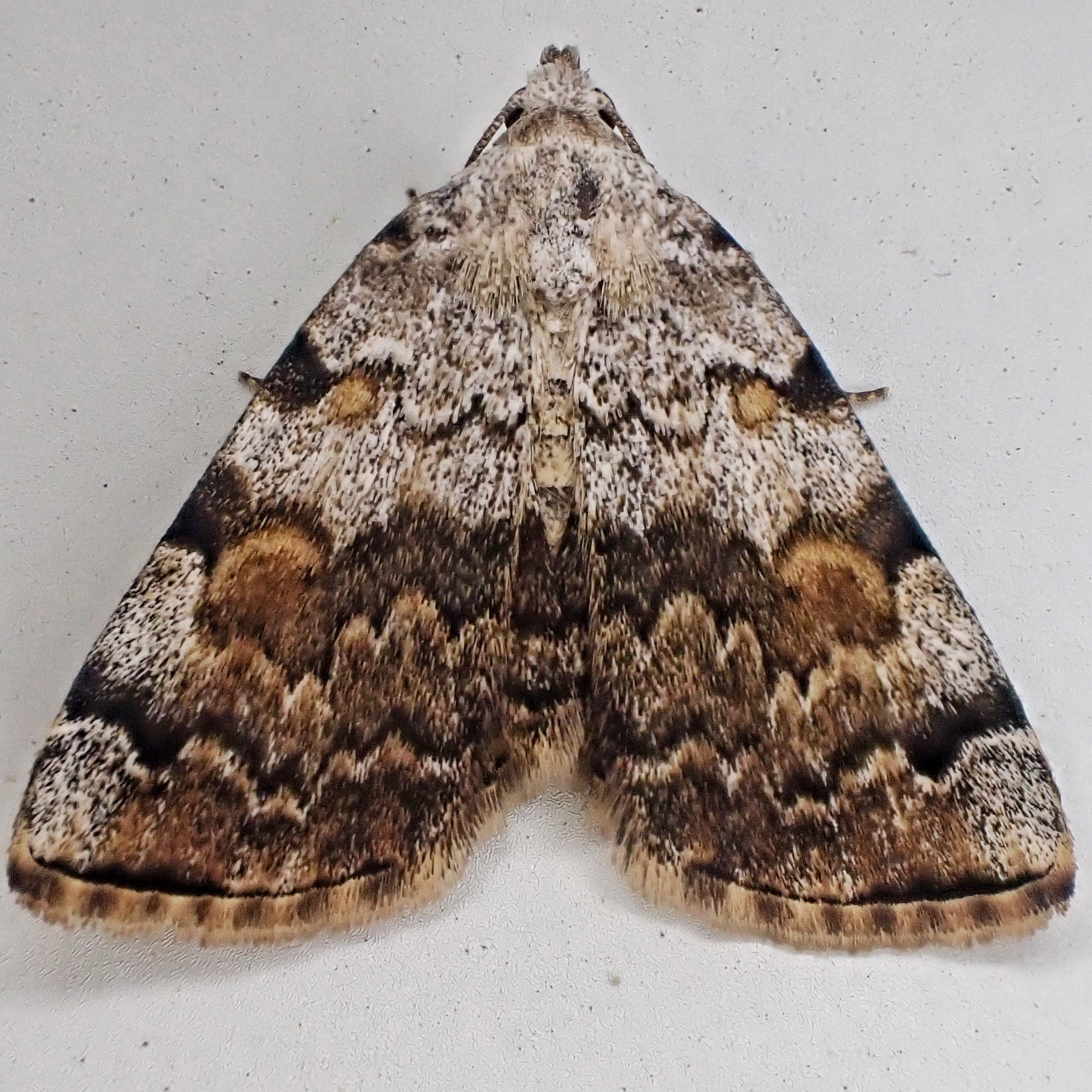 Idia americalis (American Idia Moth) 10,000 Things of the Pacific