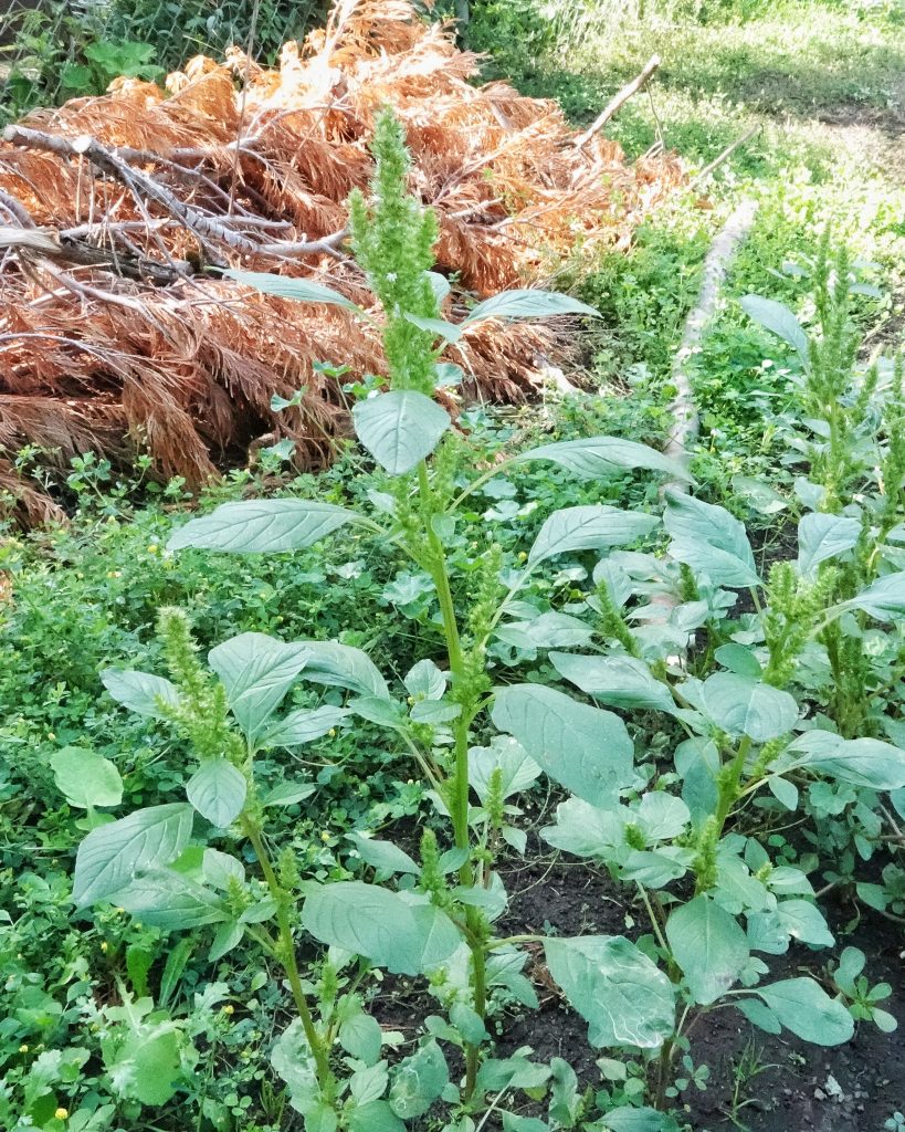 Amaranthus powellii 10,000 Things of the Pacific Northwest