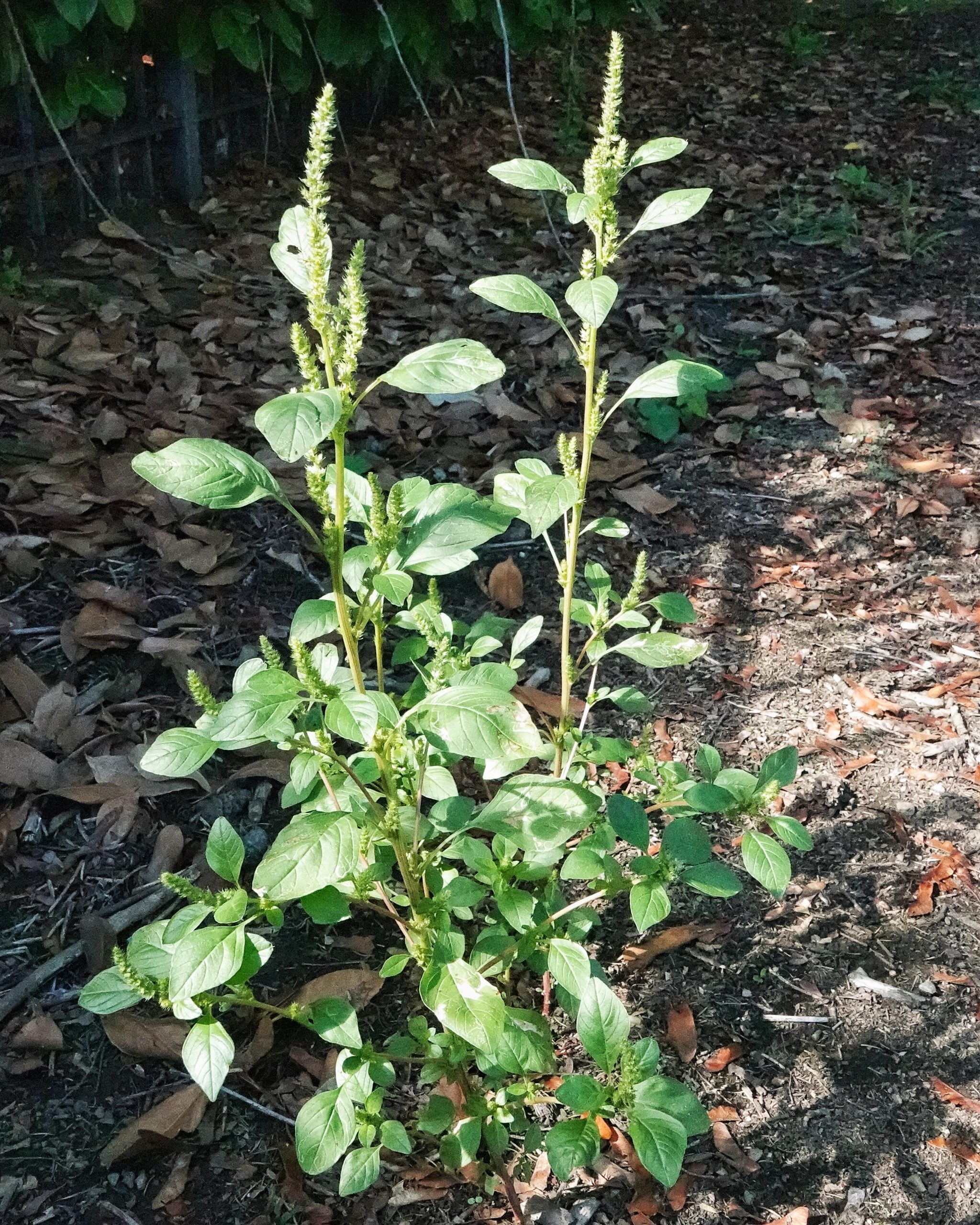 Amaranthus powellii 10,000 Things of the Pacific Northwest
