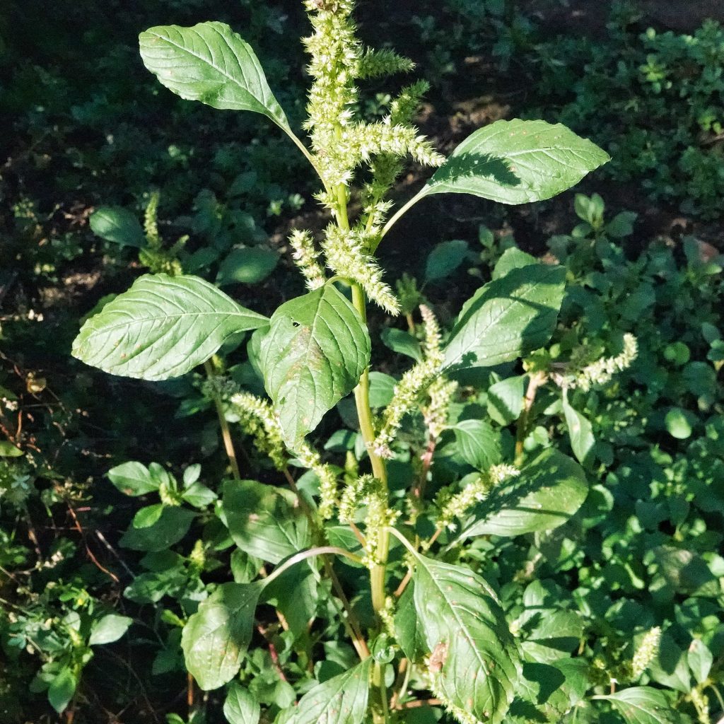 Amaranthus powellii 10,000 Things of the Pacific Northwest