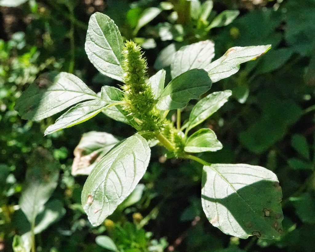Amaranthus powellii 10,000 Things of the Pacific Northwest
