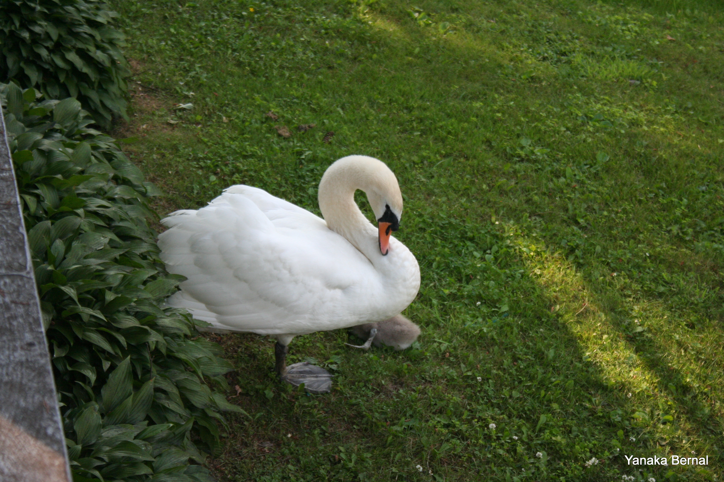 Mute Swan PA 1000 Birds