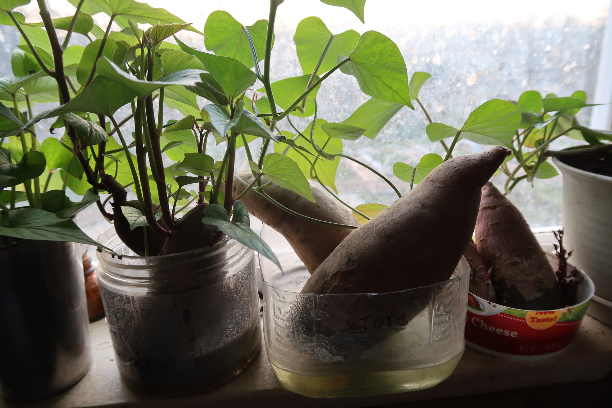 How To Grow Sweet Potatoes In Containers 1000's of roots